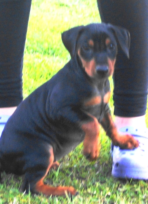 Pinscher * Xélanc Zupreme Zita 7 veckor